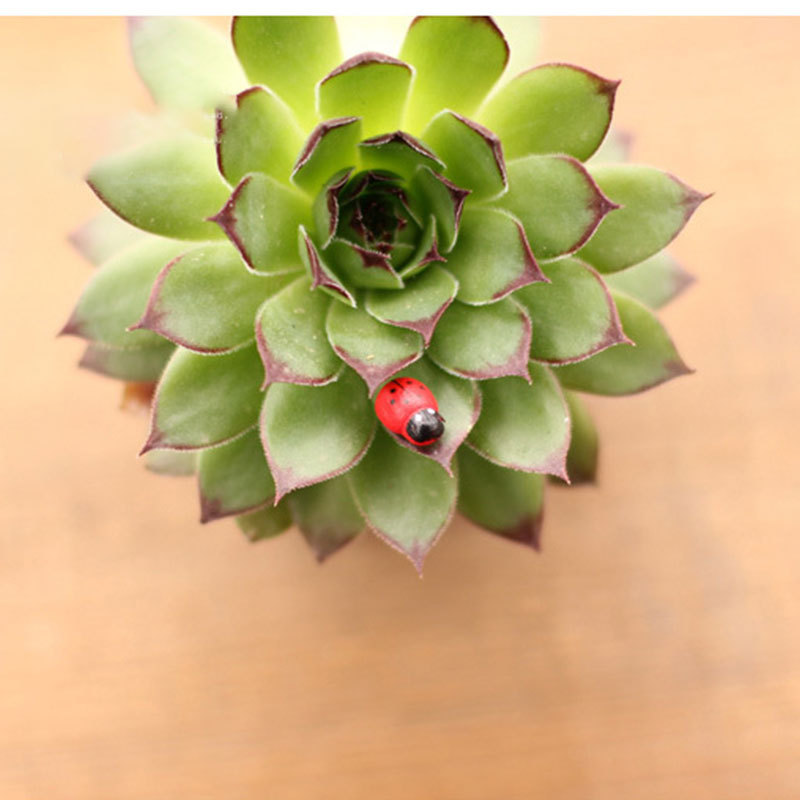 O1CN015T0JTN1v50eoCd6j8_!!2208