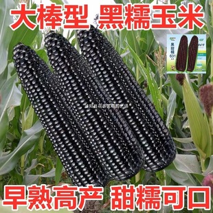 ����Ŵ���׷N������Ŵ8̖���������س���ˮ�������ļ��߮a���ͺ�