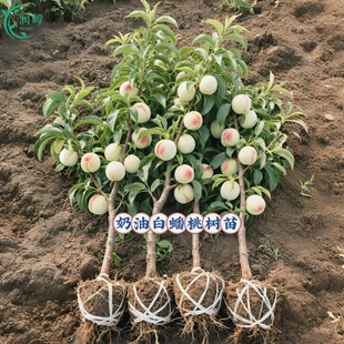 ���Ͱ���Ҙ���޽���������Ե����ϱ����Nֲ�����箔��Ʒ�N����