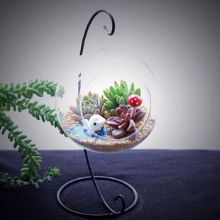 Succulent Plant Combination Potted Package Glass Ecological Bottle Succulent DIY Package Company Event Indoor Green Plants
