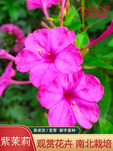 紫茉莉花種子 夜來香盆栽地雷花園藝芳香 花卉種子春播花籽黃粉白