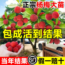 ڼ޽Ӗ|÷÷ϱNֲԹ箔Yش