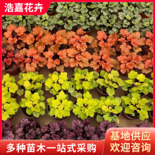 �\������ֲ������ �Nֲ�������l���R�����G����ľ�\��������ľ