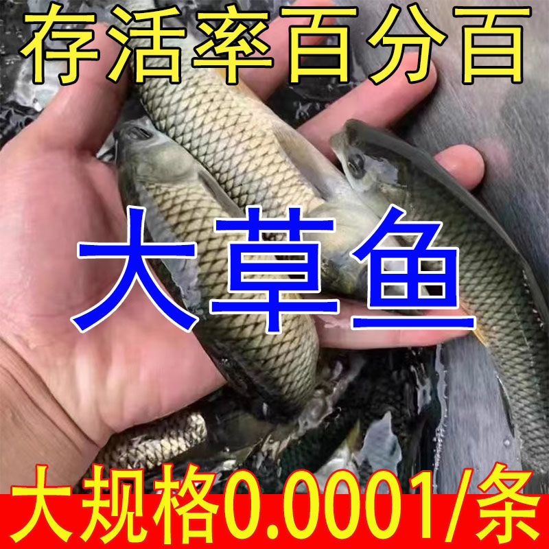 特大号草鱼苗鲫鱼苗大头花鲢鱼苗鲜活鱼苗便宜活鱼鲜活苗淡水养殖