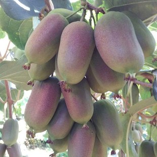 �J���Ҙ����޽�����t��ܛ���J�������Ϸ������Nֲ���J���һ���