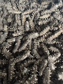 水产干货类;海参