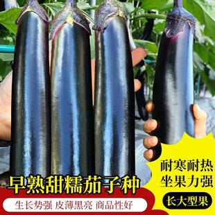 (Shoot 2 Shots 3) Early-Maturing Sweet Glutinous Barbecue Eggplant Seeds Purple Black Sweet Glutinous Long Eggplant Vegetable Seeds Sown in Spring, Summer and Autumn