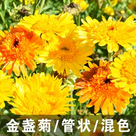 种子;一二年生花卉