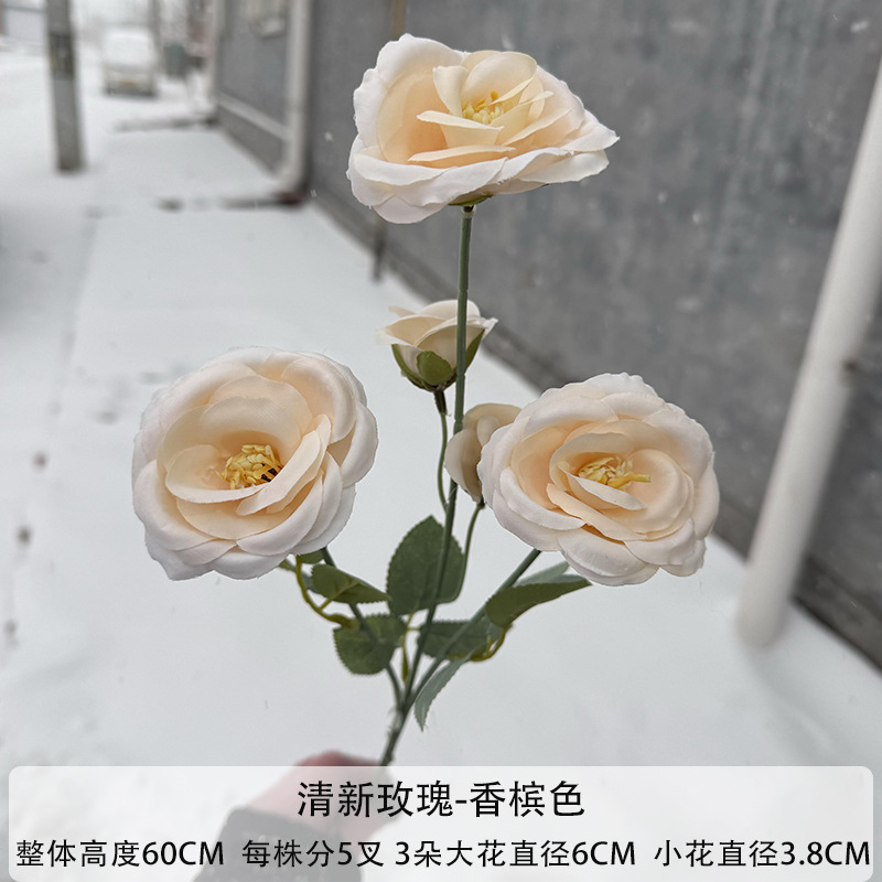 샴페인