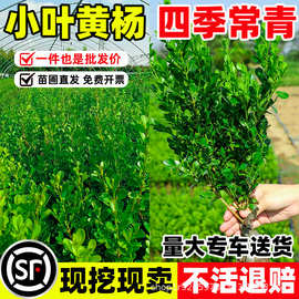小叶黄杨苗瓜子黄杨球苗庭院篱笆绿化独杆黄杨树苗大叶黄杨冬青苗
