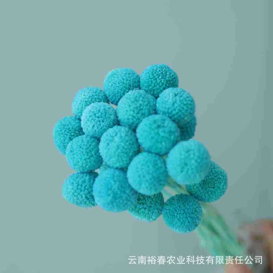 중간 과일 블루 20개