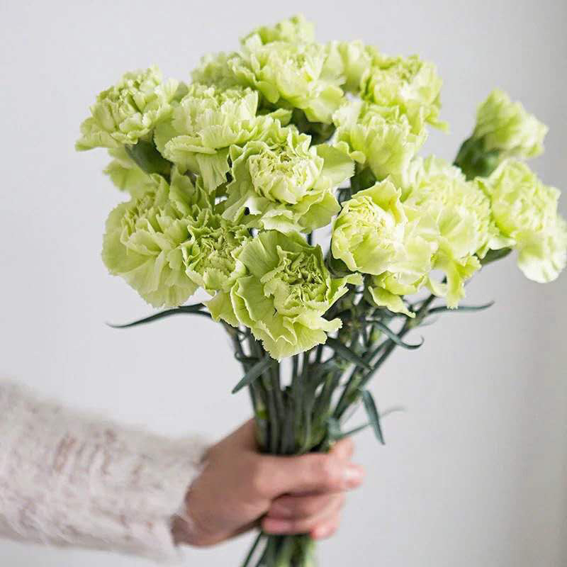 玫瑰花鲜花云南昆明基地批直发百合向日葵红豆家用鲜切水养插|undefined