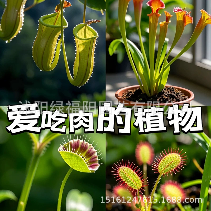 Кувшинная растение в горшке, ловушка для мух, хищное растение, средство от комаров, кувшинная растение большого размера, всесезонное зеленое растение, интересное растение в горшке