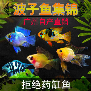 ���Ӱ����_�P���~�����~Ƥ�������@��Ꭷ�^�p�~���wС�͵�ˮ�~