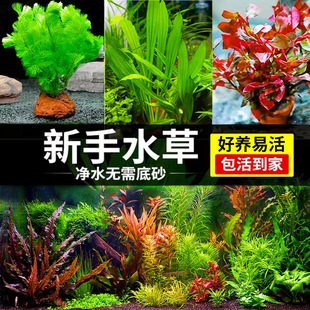 Aquarium Aquatic Plants, Real Grass Plants, Oxygenated Freshwater Stem Grass Tank Landscaping Aquarium Middle and Rear Scenery Combination Package