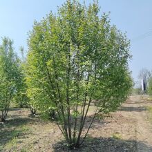 丛生稠李 6-12枝条  高5-8米  东北苗圃基地种植  园林景观绿化
