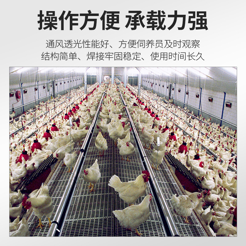 Línea de alimentación automática de gallinas de gallinas de engorde equipos de cría de pollos de engorde línea de agua potable para gallinas de pollo línea de alimentación automática personalizada