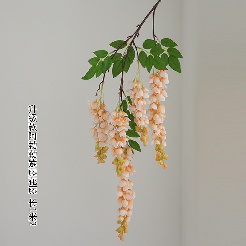 다섯갈래 아버레 등나무 꽃 샴페인 컬러