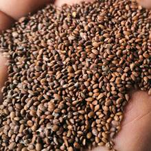 JҷNӫJҘѼ޽ӼtīJtJ殐ľ