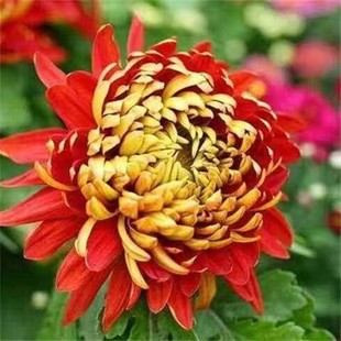��ջ���9.8Ԫ10���ļ��_��ʳ�þջ������҃����̨ͥԺ�^��ֲ��