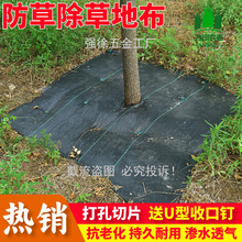 ��׷��ݲ����l���@���ݲ���Ƭ�w�ݲ��ڵ�Ĥ�����ڲݲ����ÿ��ϻ�