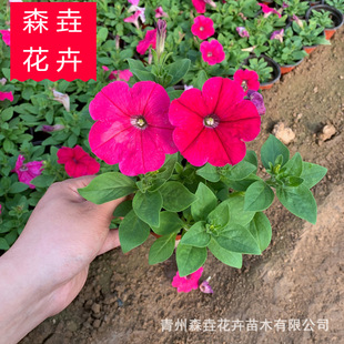 ���_��ɫ��ţ�� ��·�G���ݻ���ţ ���Թ�����ţ