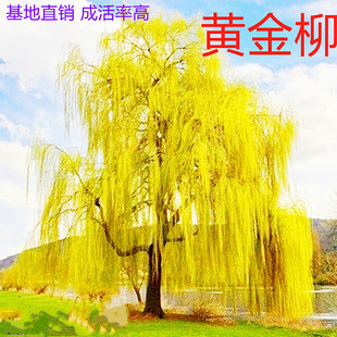 ������ľ�ͺ��͟��z����С��ͥԺ��·ֱ���G���е���ֲ��