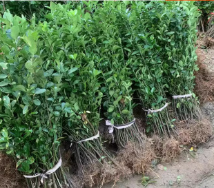 Dropshipping Wall Fence Plant Large-Leaf Hokkaido Boxwood Seedlings Holly Saplings Evergreen and Cold-Resistant Courtyard All Year Round