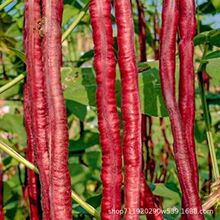 ʮ¼tǷNɫLSaļͥԺﶬ߲˷N