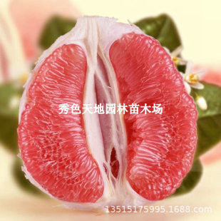�gϪ�t�������� ���ڼt�������� �t�����֘��� �޽Ӽt�����Ә���
