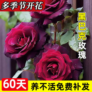 �ڰͿ��¼�õ�廨�����Թ�ľ�Ϙ�ͥԺ�༾�_���z�q���tɫ���ܾGֲ