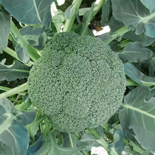 {NѴ＾_RҬ߲˷NͺGļ߲˷Nl