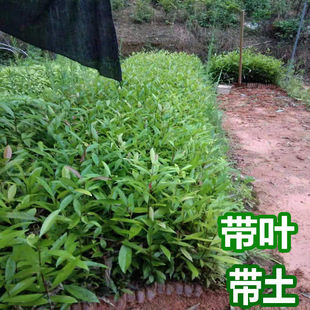 ̩���o��ɽ�������ɽ������Ϸ������Nֲ�ļ����Ե��Ԯ���Y��