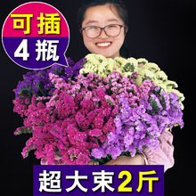 云南勿忘我满天星乾燥花花束真花自然风乾客厅摆设家居装饰件论霜