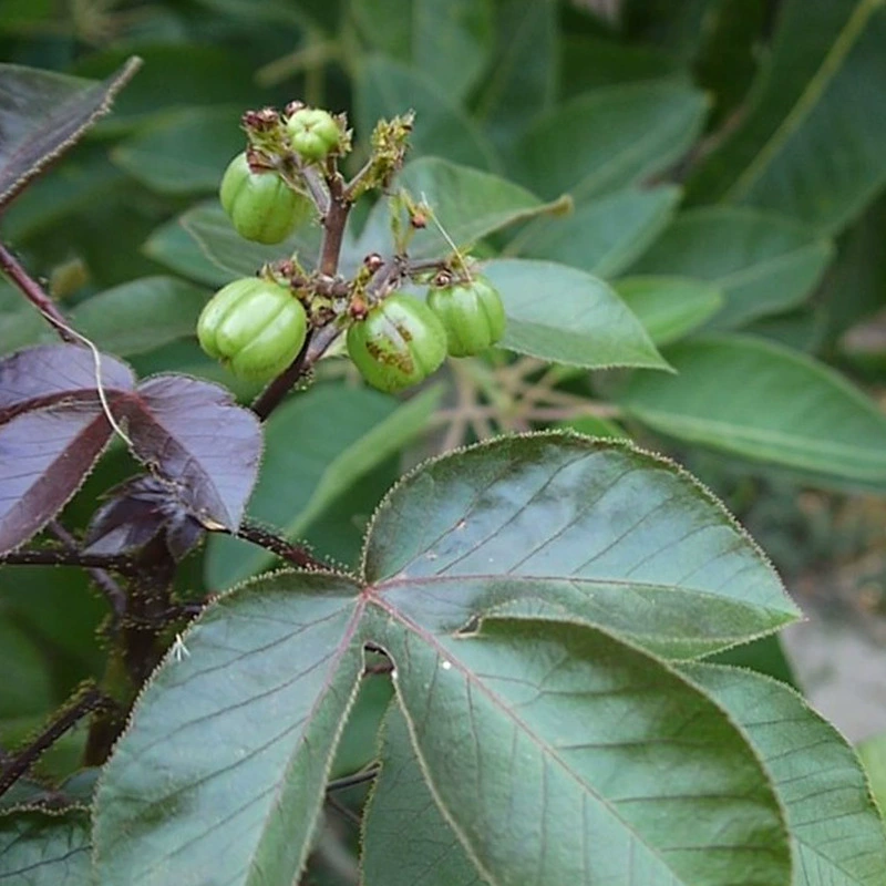 Семена конопляного ветрового дерева, семена сумасшедшего дерева из конопли, семена лесного дерева, новые семена конопляного ветрового дерева, семена детской комнаты