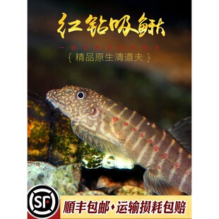 �t����q�~���w��ԭ�qԭ����ˮ�~��ˮ�^�p�~����̦������G����w