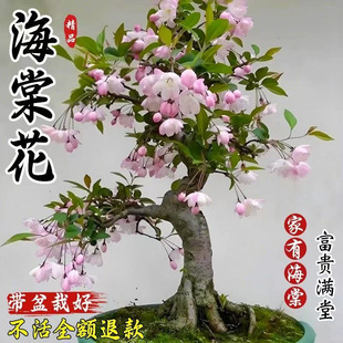 ���z���Ļ������ļ����܎���������͏d�ͺ��Gֲ���辰�Ϙ��҃���