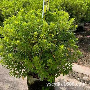 ë���N��ë�N�\�����N���N��20-150CM