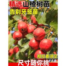 大果甜山楂树活苗盆栽大五棱山里红果苗当年结果南北方耐寒旱种植