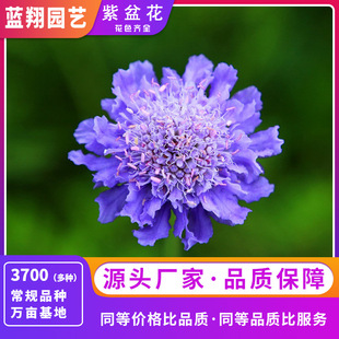 Flower Seeds Purple Potted Flower Wheel Peak Chrysanthemum Landscape Greening Seeds Windmill Fruit Asteraceae Seeds Black Purple Flower Seeds