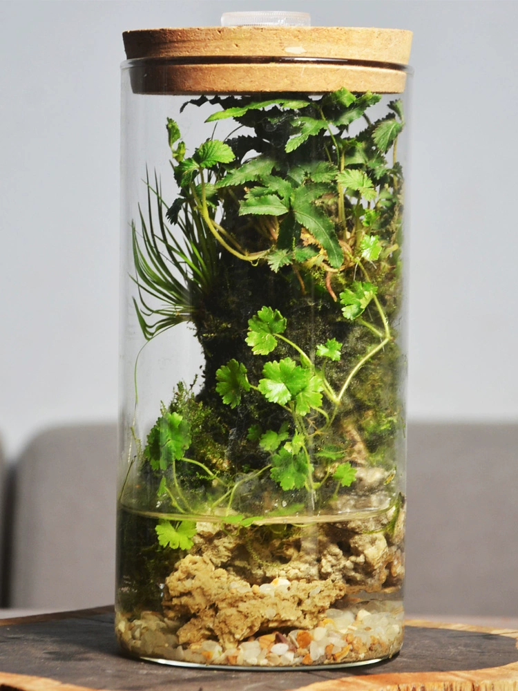 Мх микро-ландшафтный горшечный стол маленький бонсай тропический лес аквариум аквариум аквариум камень эко-бутылка подарок устойчивый к питанию