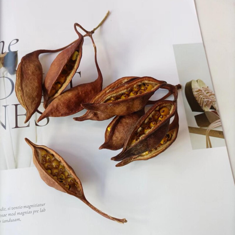 [Small Boat Fruit] Open Pod Small Boat Fruit Natural Real Flower Dried Flower Hand-made Specimen Fruit Shell Decorative Wine Bottle Tree Bean