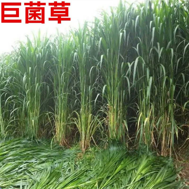Оптовая продажа фабрики Новый высокоурожайный гигантский гриб семена трав многолетние высокоурожайные кормовые семена трав сладкий слон трава Император бамбука Семена трав