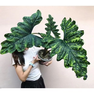 �ܿ��պ���ܿ��� Alocasia Jacklin�^�~ԭ�N�M�ڟ�ֲ �߼���С��