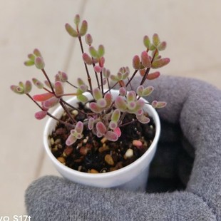 Sugar Ball Branch Apricot 5.5cm Pot Reference Real Shot Succulent Plant Base Direct Sales Large Quantity Preferential Treatment