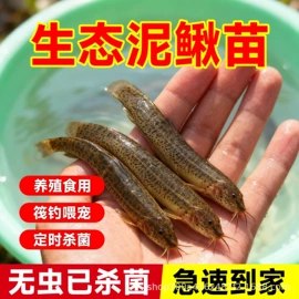 渔线;线组;鱼钩