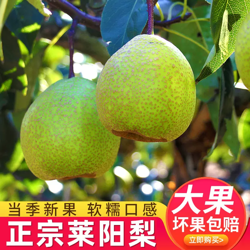 产地直发正宗莱阳梨应季新鲜水果现摘现发礼盒装莱阳慈梨一件代发