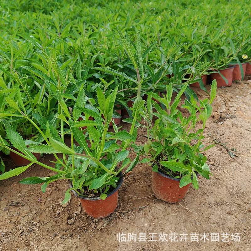 Двухцветные рассада вербены Цинчжоу для цветочных ландшафтов, многолетних цветов и проектов по зеленению.