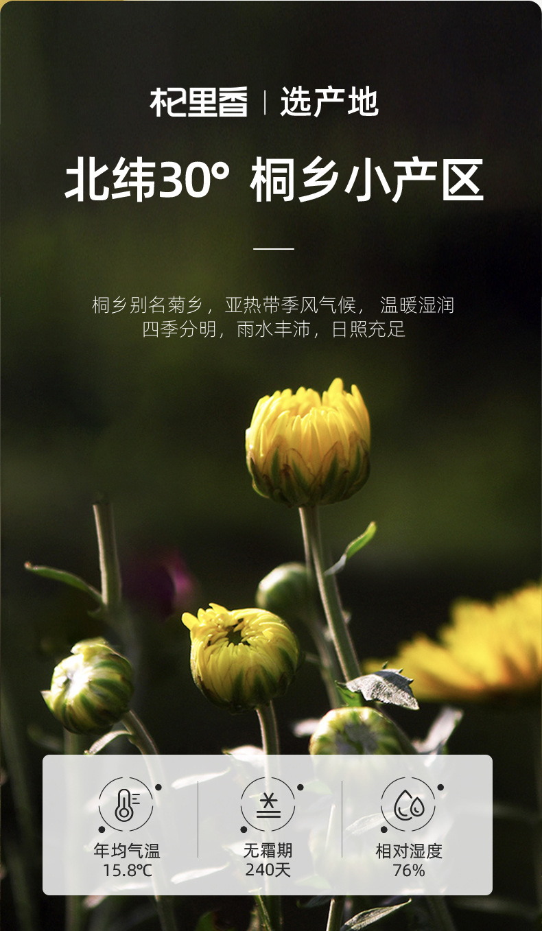 Tongxiang First Harvest Fetal Chrysanthemum Tea Buds Dried Flower Tea 40g Can key features