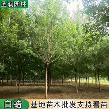 东北白蜡树大叶老白蜡行道树 对节白蜡小苗 多年大冠白蜡树苗